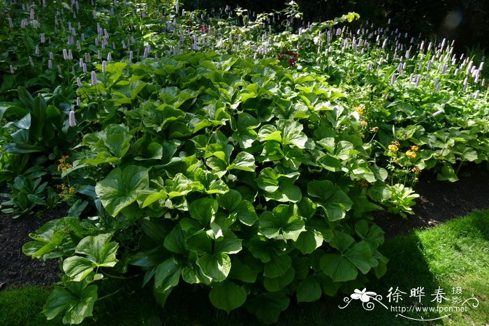 垂花延龄草Trillium rugelii