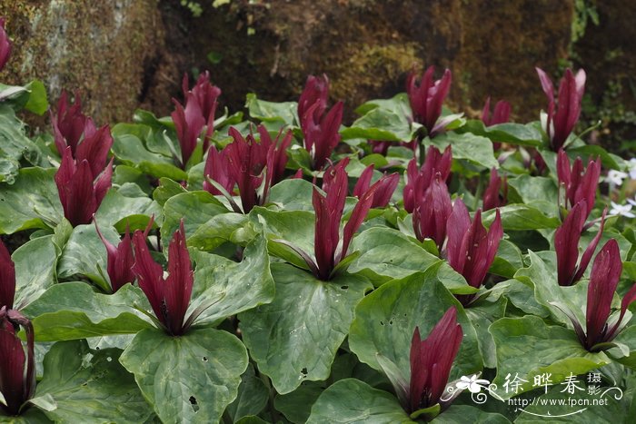 红延龄草 Trillium sessile