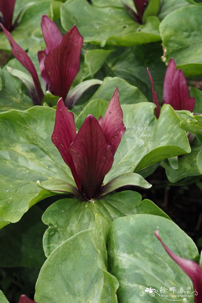 红延龄草 Trillium sessile