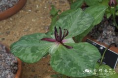 长蕊延龄草Trillium stamineum