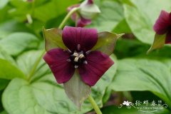 南方红延龄草Trillium sulcatum