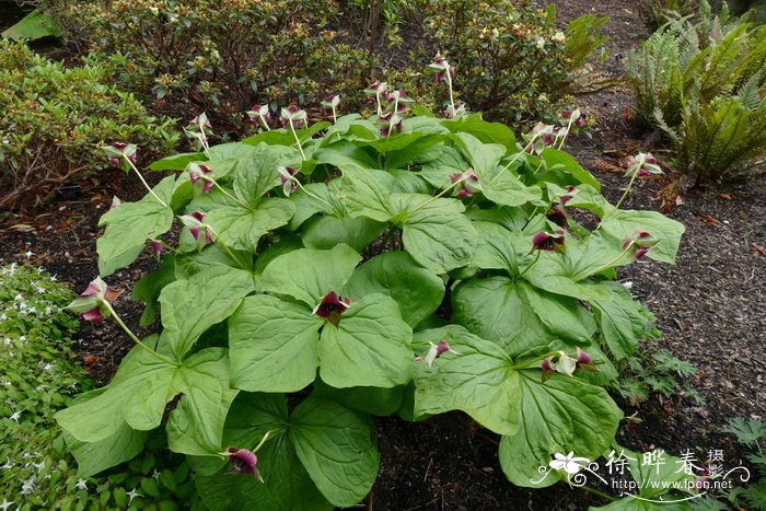 南方红延龄草Trillium sulcatum