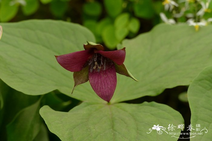 南方红延龄草Trillium sulcatum