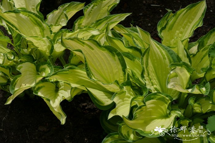 '染白'狭叶玉簪 Hosta fortunei 'Albopicta'