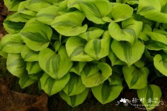 '美丽皇冠'玉簪Hosta 'Grand Tiara'