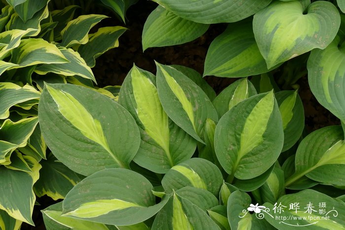 '吉普赛玫瑰'玉簪Hosta 'Gypsy Rose'