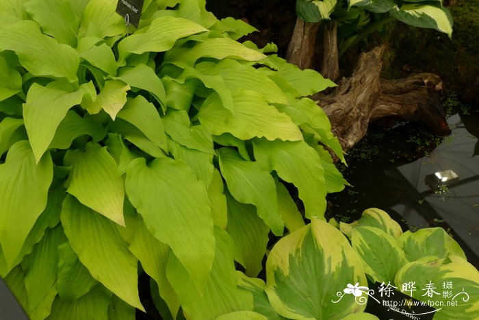 '哈德芬金色'玉簪Hosta 'Hadspen Gold'