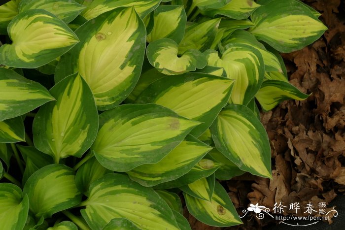 '美丽岛'玉簪Hosta 'Island Charm'