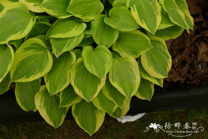 '尼基塔湖'玉簪Hosta 'Lakeside Ninita'