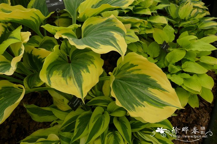 '自由'玉簪Hosta 'Liberty'