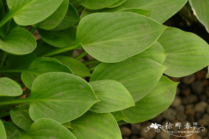 '茶匙'玉簪Hosta 'Teaspoon'