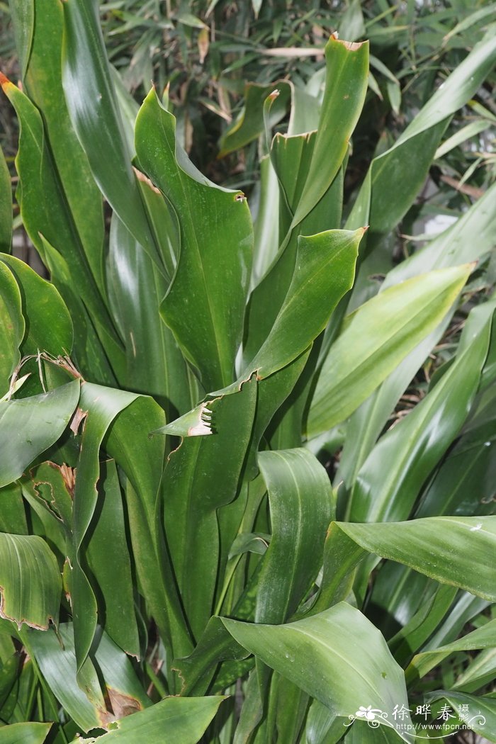 伞柱开口箭Tupistra fungilliformis