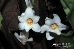 长药蜘蛛抱蛋Aspidistra dolichanthera