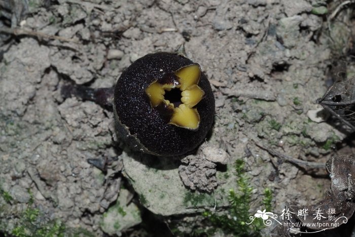 河口蜘蛛抱蛋 Aspidistra hekouensis