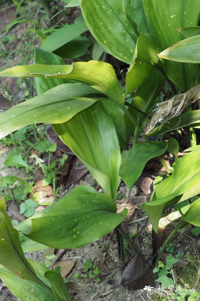 河口蜘蛛抱蛋 Aspidistra hekouensis