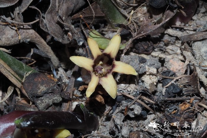 贵州蜘蛛抱蛋Aspidistra hezhouensis