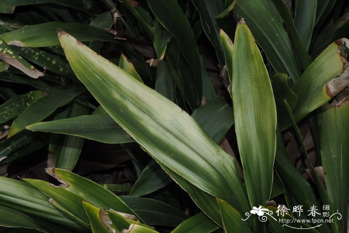 贵州蜘蛛抱蛋Aspidistra hezhouensis