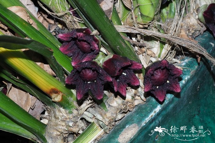 线叶蜘蛛抱蛋、线萼蜘蛛抱蛋Aspidistra linearifolia