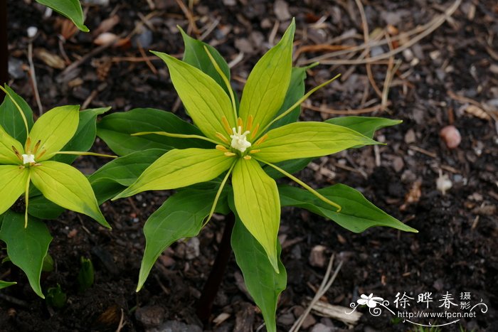 ‘黄苞’七叶一枝花Paris polyphylla ‘Alba’