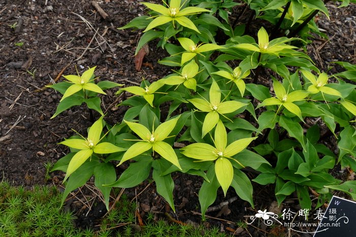 ‘黄苞’七叶一枝花Paris polyphylla ‘Alba’