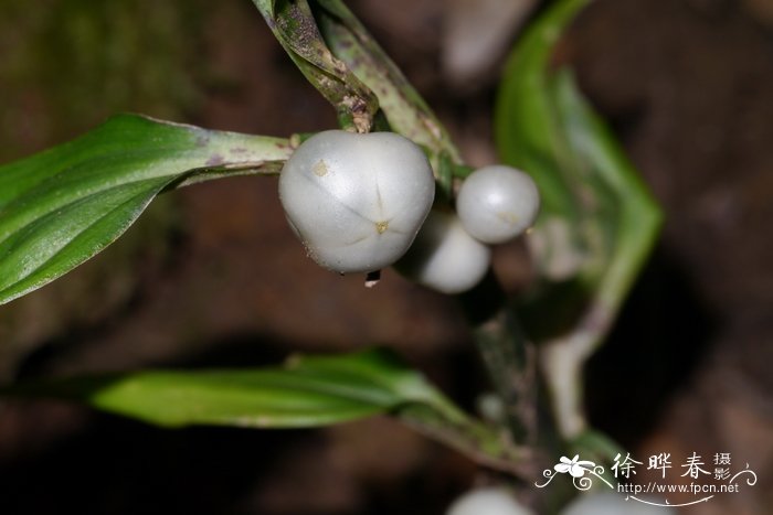 长叶竹根七Disporopsis longifolia