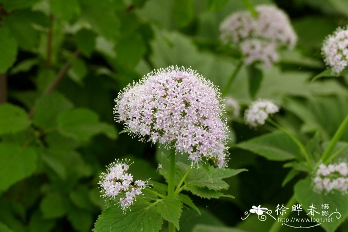 比利牛斯山缬草Valeriana pyrenaica