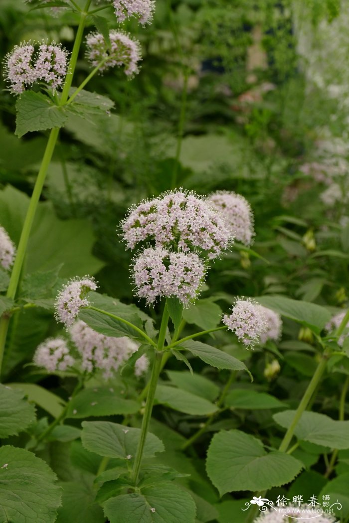 比利牛斯山缬草Valeriana pyrenaica