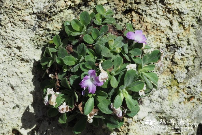 单花报春Primula allionii