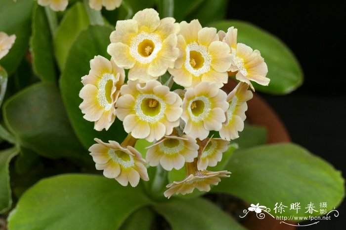 耳叶报春Primula auricula