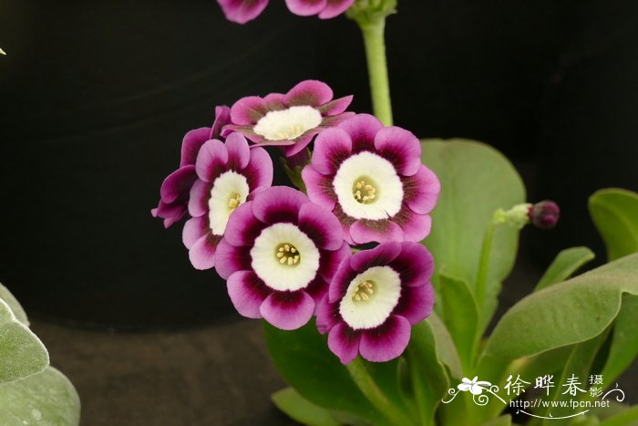 耳叶报春Primula auricula