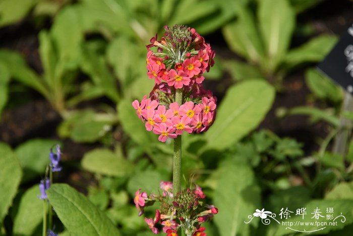 霞红灯台报春Primula burmanica