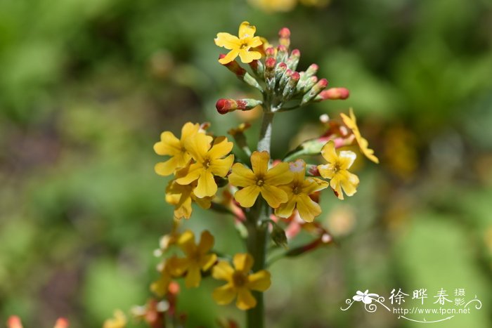 中甸灯台报春Primula chungensis