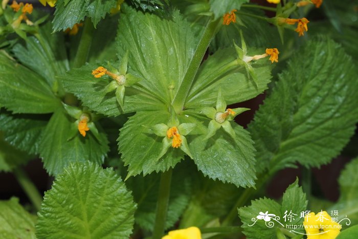 Primula edelbergii