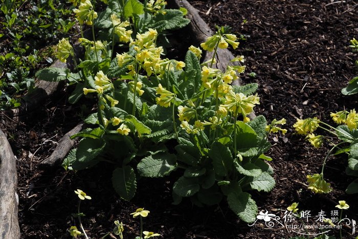 粉背叶报春花Primula elatior subsp. leucophylla