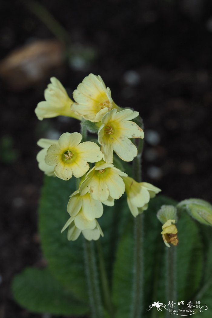 粉背叶报春花Primula elatior subsp. leucophylla