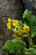 灰岩皱叶报春Primula forrestii