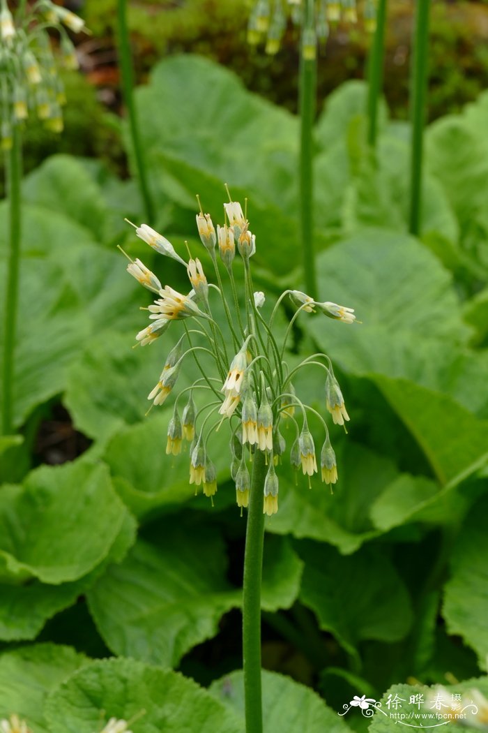 直瓣报春Primula grandis