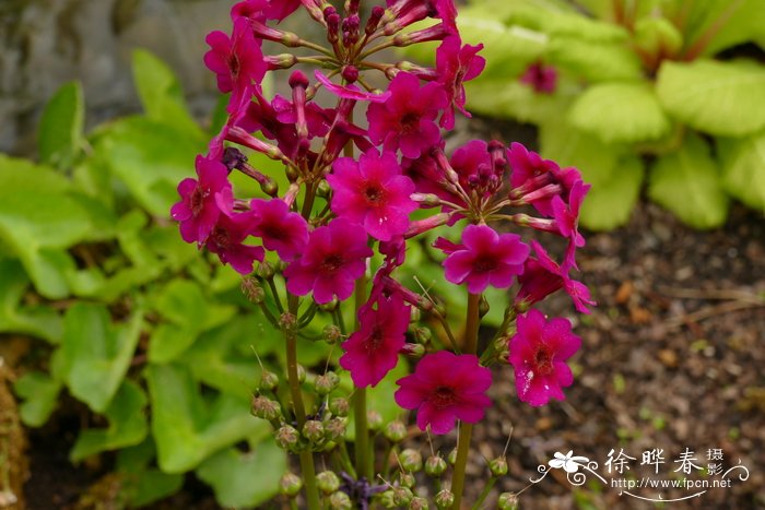 日本报春Primula japonica