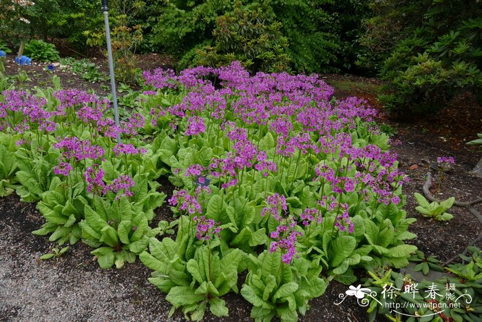 日本报春Primula japonica