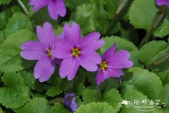 夏报春Primula juliae