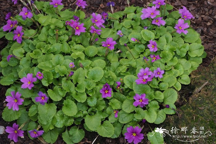 夏报春Primula juliae