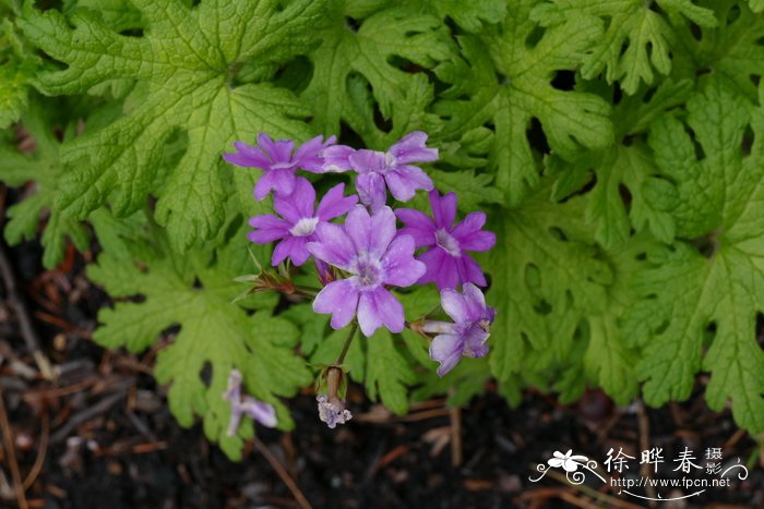 宽裂掌叶报春Primula latisecta