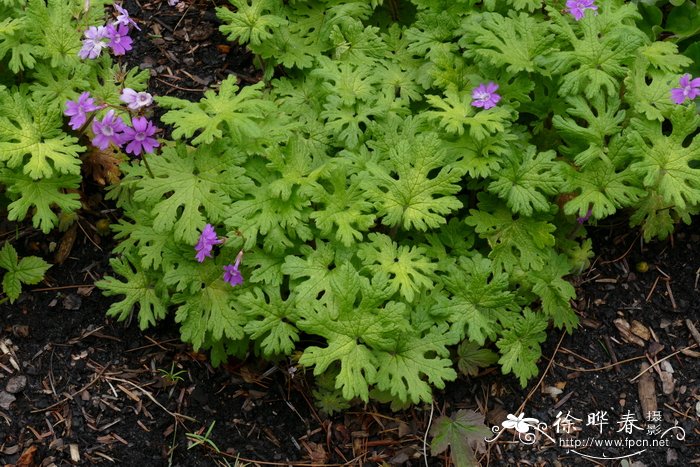 宽裂掌叶报春Primula latisecta