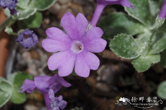 缘报春Primula marginata