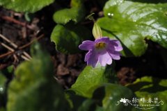 白菜叶报春Primula megaseifolia