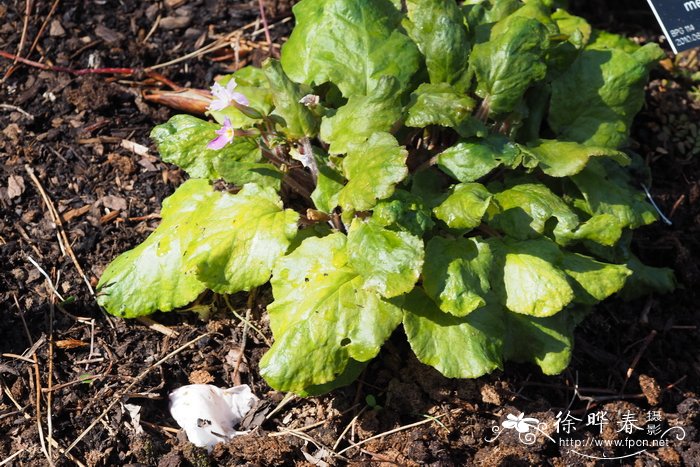 白菜叶报春Primula megaseifolia