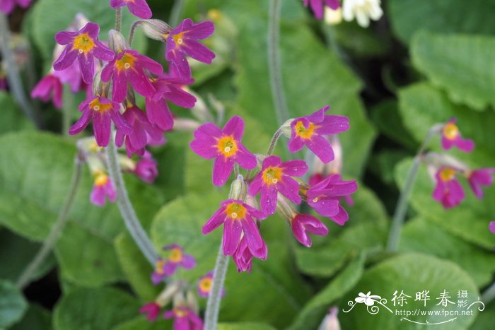 梅耶里报春Primula meyeri