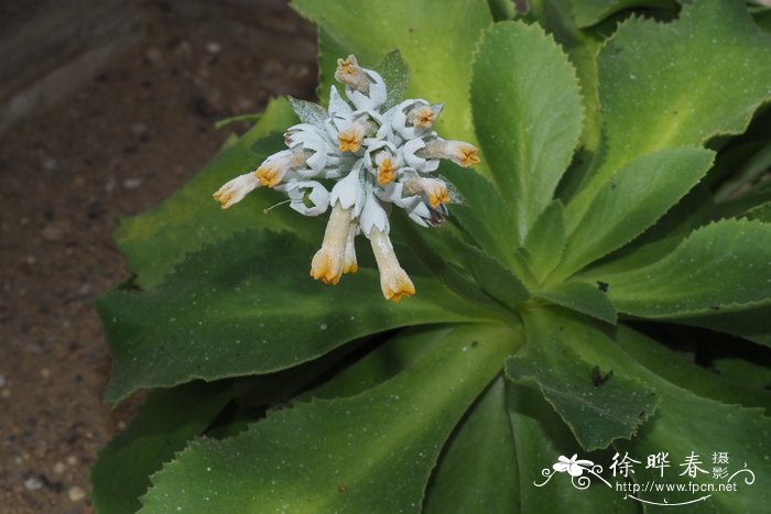 Primula palinuri