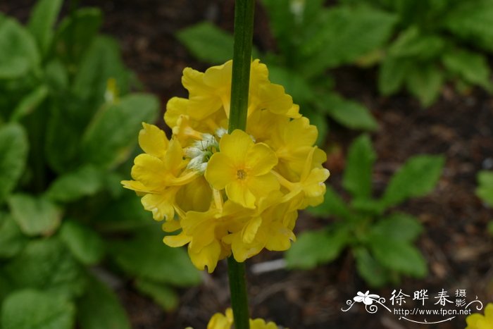 多育报春Primula prolifera