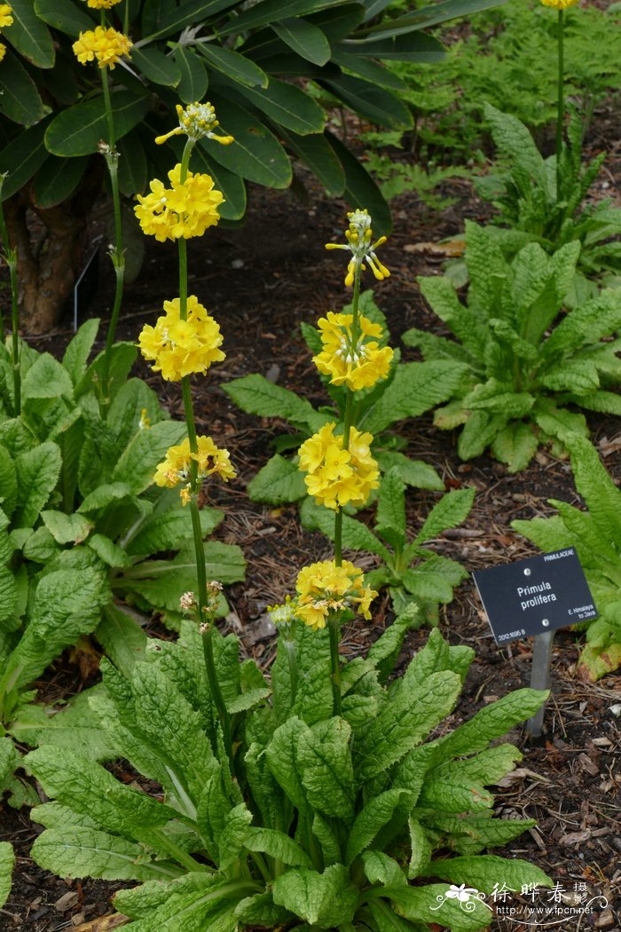 多育报春Primula prolifera